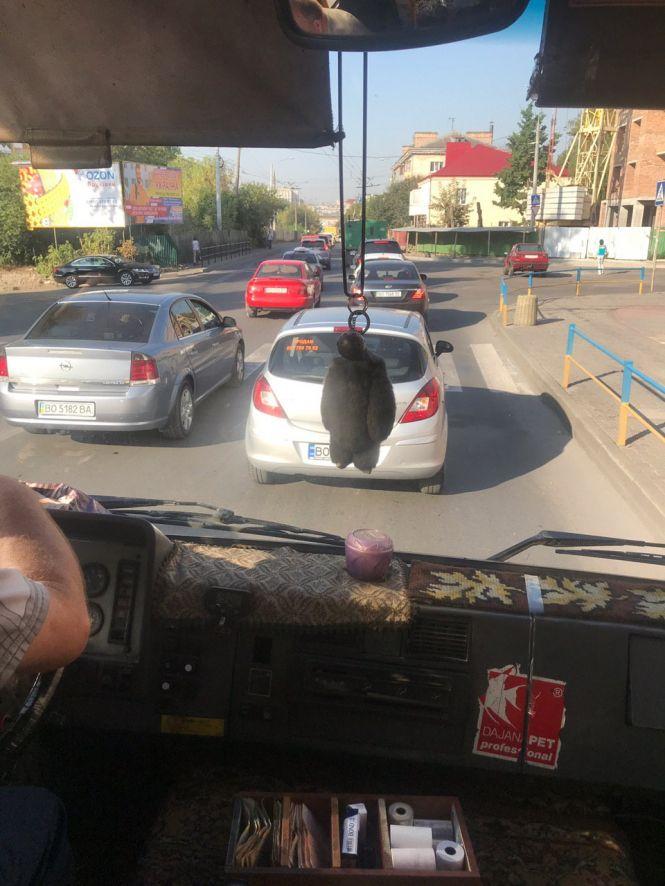 Новини Тернополя - фото з "До Центру неможливо проїхати": повідомляйте де у Тернополі затори "До Центру неможливо проїхати": повідомляйте де у Тернополі затори, фото №1 на сайті 20minut.ua