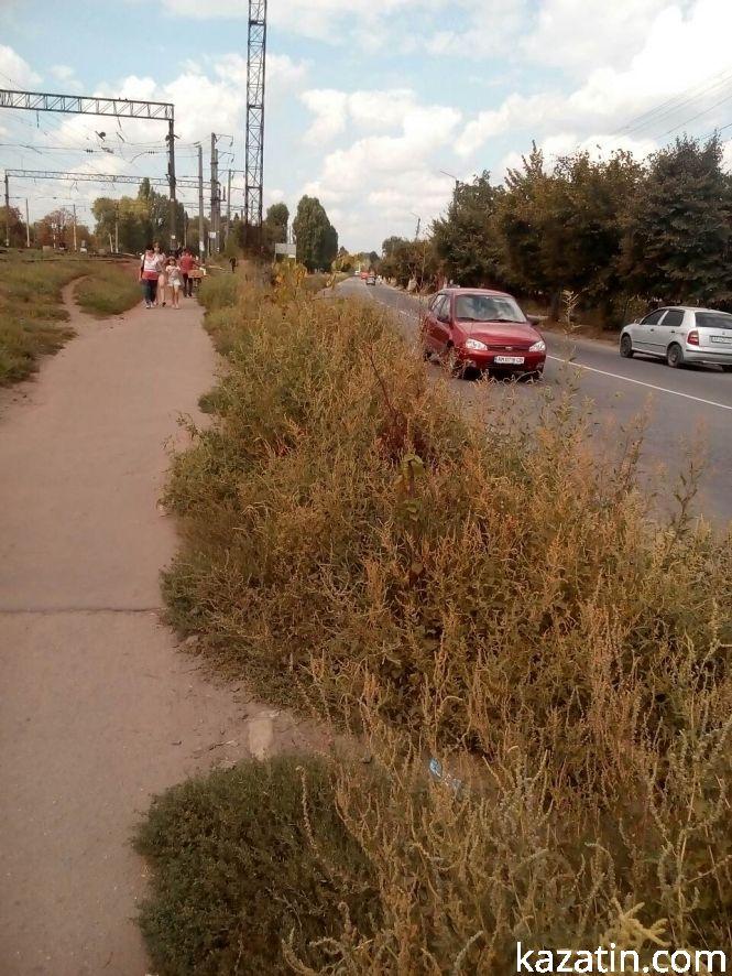 Новини Козятина - фото з Фото дня: посаджені дерева «загубились» між бур'янами Фото дня: посаджені дерева «загубились» між бур'янами, фото №1 на сайті 20minut.ua