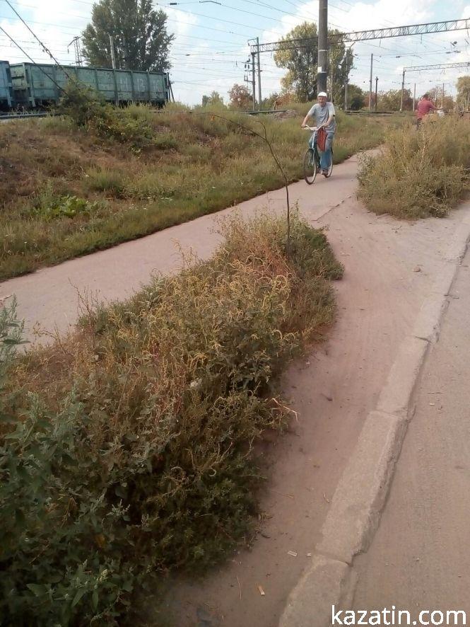 Новини Козятина - фото з Фото дня: посаджені дерева «загубились» між бур'янами Фото дня: посаджені дерева «загубились» між бур'янами, фото №2 на сайті 20minut.ua