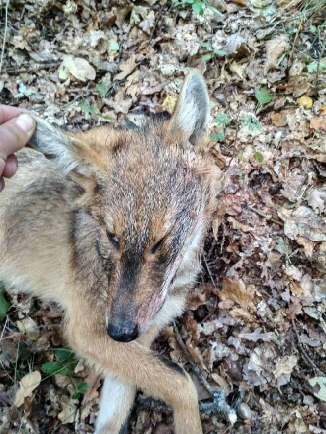 Новини Вінниці - фото з «Дивлюся – біля воріт вовк стоїть». Хижаки заходять в села навіть вдень. Навколо Вінниці їх не видно «Дивлюся – біля воріт вовк стоїть». Хижаки заходять в села навіть вдень. Навколо Вінниці їх не видно, фото №3 на сайті 20minut.ua