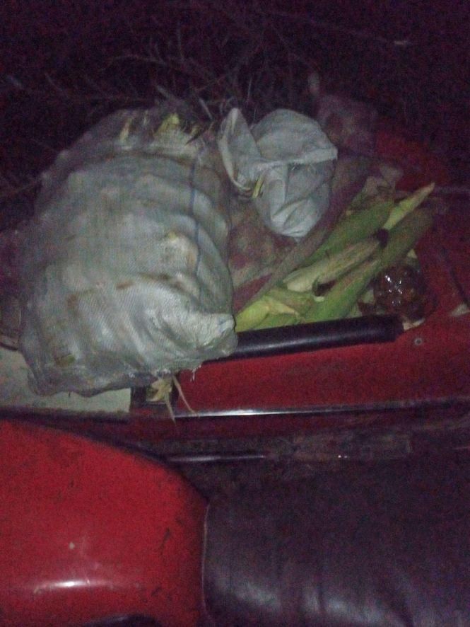 В Овруцькому районі  затримали крадія кукурудзи, фото №1 на сайті 20minut.ua