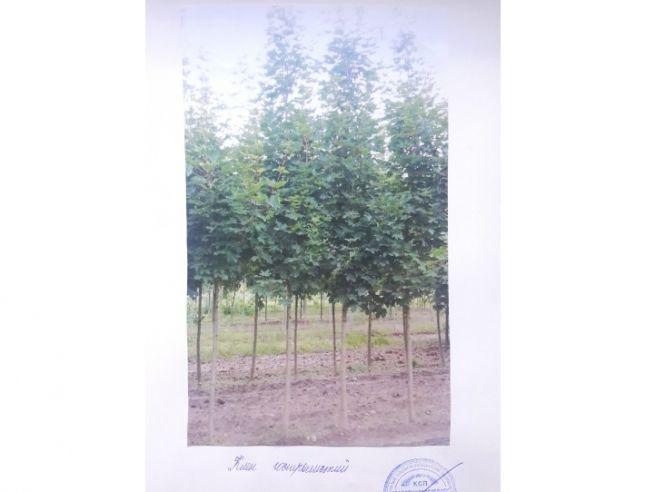 Новини Вінниці - фото з До Вінниці із Запоріжжя привезуть 1000 саджанців дерев До Вінниці із Запоріжжя привезуть 1000 саджанців дерев, фото №4 на сайті 20minut.ua