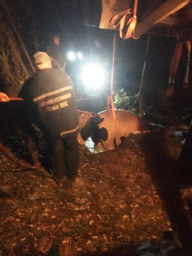 Сільська пригода: корова відбилася від череди і впала у вигрібну яму, фото №1 на сайті 20minut.ua