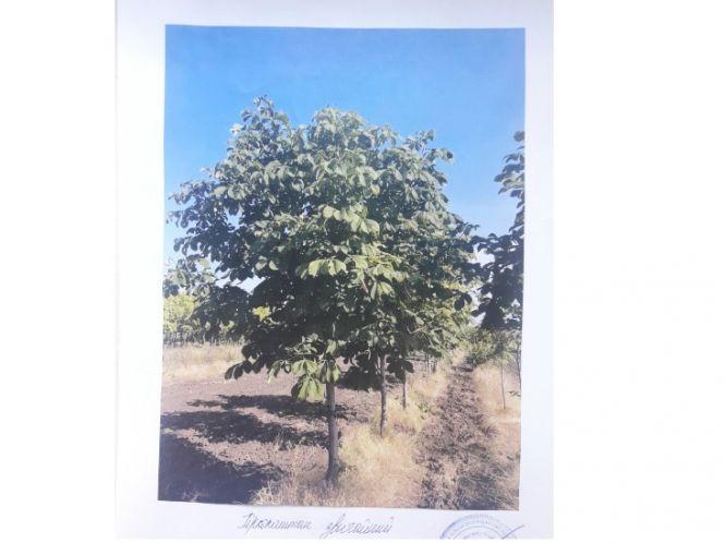 Новини Вінниці - фото з До Вінниці із Запоріжжя привезуть 1000 саджанців дерев До Вінниці із Запоріжжя привезуть 1000 саджанців дерев, фото №3 на сайті 20minut.ua