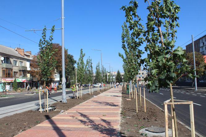 Новини Вінниці - фото з Замостянська-2 стає вулицею кленів. Їх посадять аж 162! Замостянська-2 стає вулицею кленів. Їх посадять аж 162!, фото №1 на сайті 20minut.ua