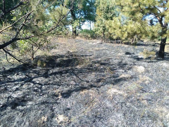 У Житомирському районі горіло 4 гектари сухостою: вогонь перекинувся на житлові будинки, фото №1 на сайті 20minut.ua