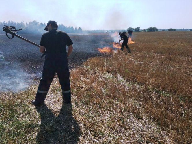 У Житомирському районі горіло 4 гектари сухостою: вогонь перекинувся на житлові будинки, фото №2 на сайті 20minut.ua