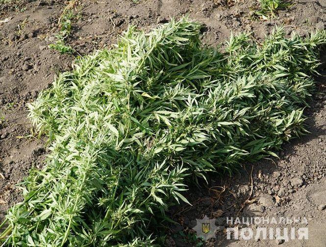 Новини Тернополя - фото з Житель Тернопільського району виростив 30 конопель "для себе" Житель Тернопільського району виростив 30 конопель "для себе", фото №2 на сайті 20minut.ua