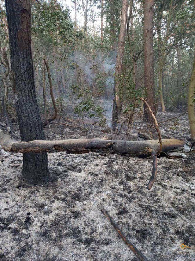 За минулу добу на Тернопільщині вогонь спалив майже 20 га території, фото №3 на сайті 20minut.ua