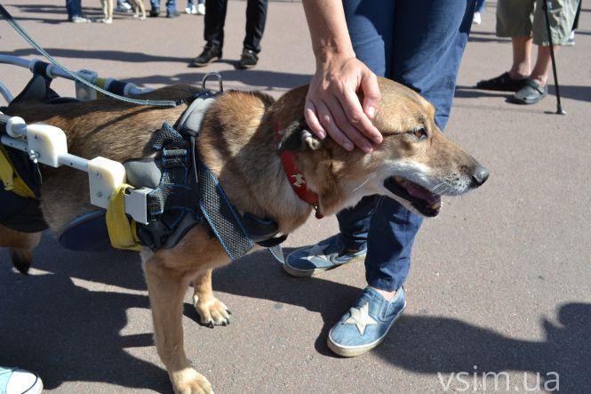 У Хмельницькому пройшов Марш за тварин (ФОТО, ВІДЕО), фото №14 на сайті vsim.ua