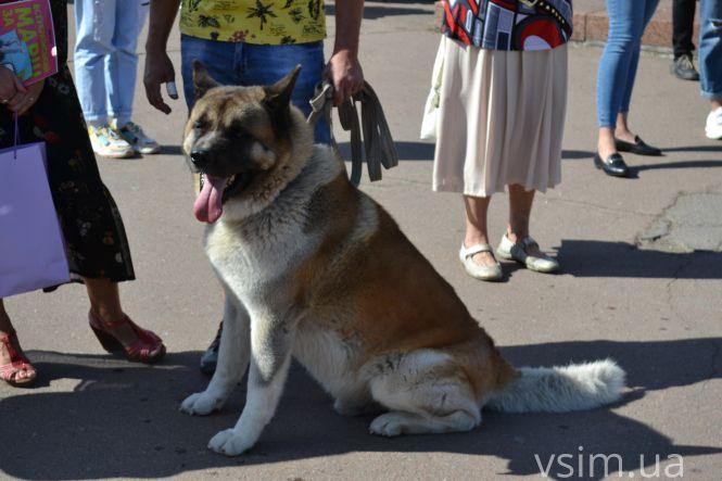 У Хмельницькому пройшов Марш за тварин (ФОТО, ВІДЕО), фото №9 на сайті vsim.ua