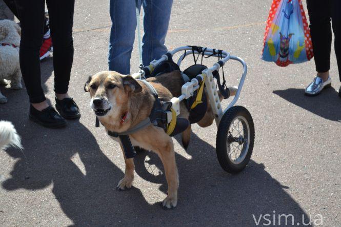 У Хмельницькому пройшов Марш за тварин (ФОТО, ВІДЕО), фото №12 на сайті vsim.ua