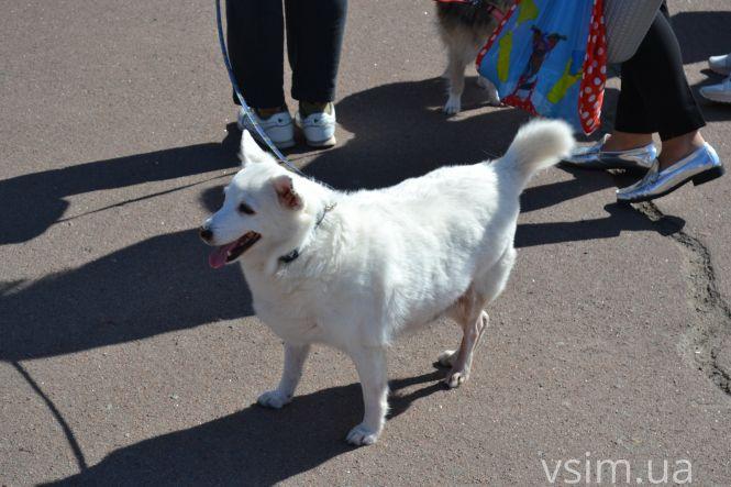 У Хмельницькому пройшов Марш за тварин (ФОТО, ВІДЕО), фото №1 на сайті vsim.ua