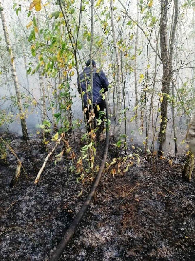 На Житомирщині - лісові пожежі, фото №1 на сайті 20minut.ua