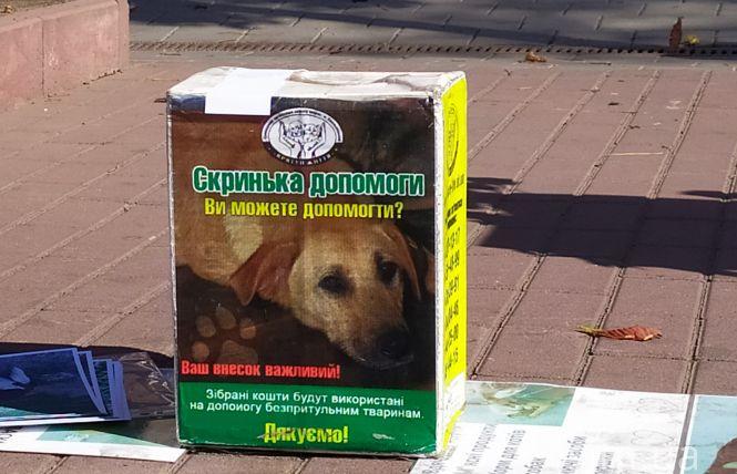 На Проскурівській стартував благодійний ярмарок для допомоги тваринам. Що продають, фото №12 на сайті vsim.ua