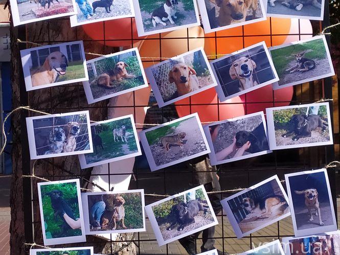 На Проскурівській стартував благодійний ярмарок для допомоги тваринам. Що продають, фото №11 на сайті vsim.ua