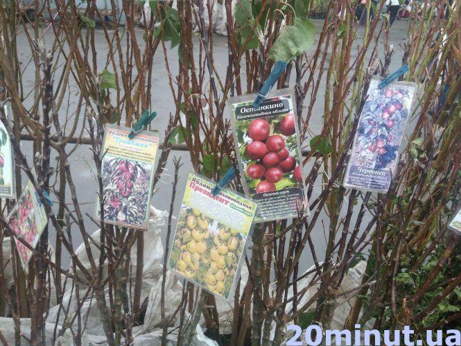 Новини Тернополя - фото з Які саджанці можна купити на ринку та як їх правильно обрати Які саджанці можна купити на ринку та як їх правильно обрати, фото №1 на сайті 20minut.ua