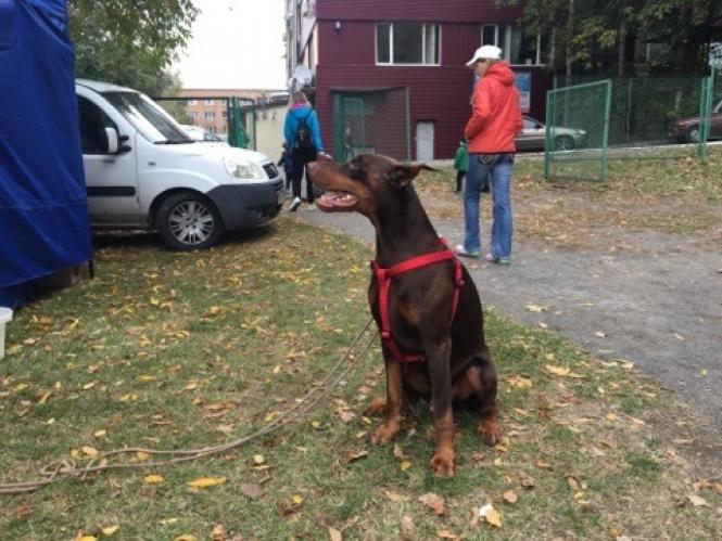 Новини Хмельницького - фото з Лабрадор Барні та бульдог Джайна: які собаки були на виставці у Хмельницькому (ФОТО) Лабрадор Барні та бульдог Джайна: які собаки були на виставці у Хмельницькому (ФОТО), фото №8 на сайті vsim.ua