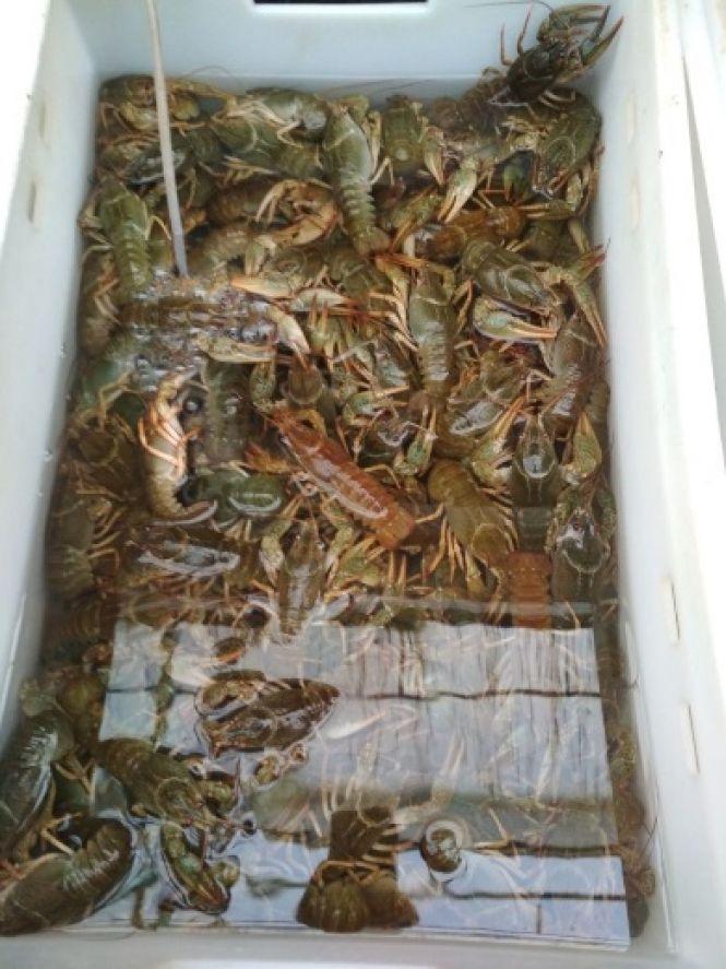 Новини Хмельницького - фото з На Хмельниччині браконьєри виловили риби на майже 90 тисяч гривень На Хмельниччині браконьєри виловили риби на майже 90 тисяч гривень, фото №1 на сайті vsim.ua