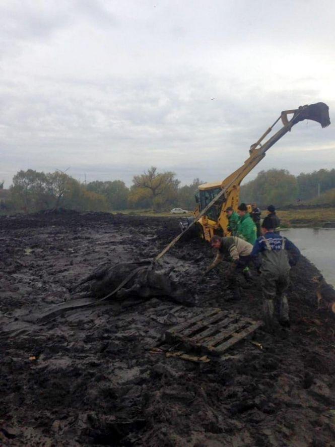 Новини Тернополя - фото з Як тернопільські рятувальники корову з болота визволяли Як тернопільські рятувальники корову з болота визволяли, фото №2 на сайті 20minut.ua