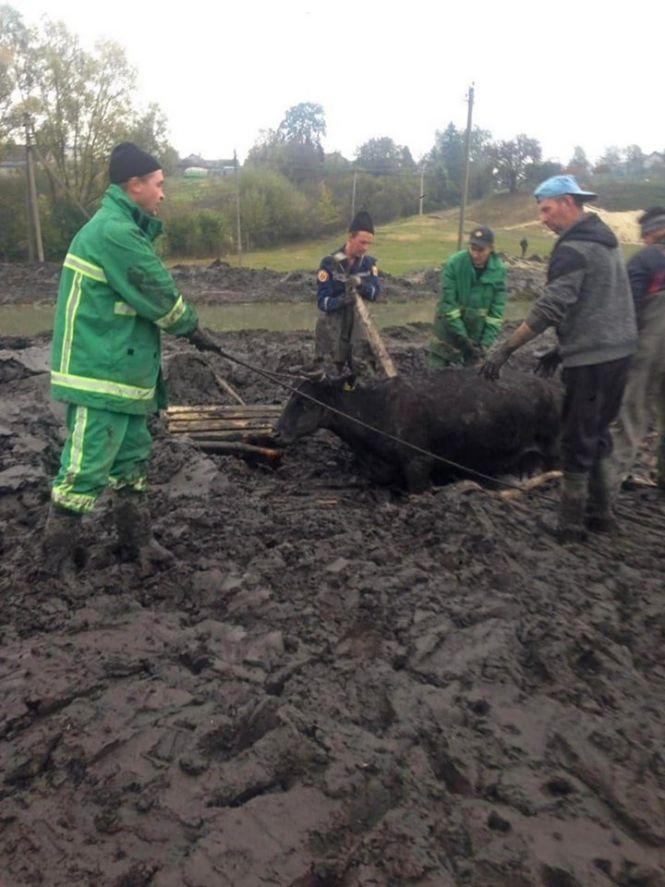 Новини Тернополя - фото з Як тернопільські рятувальники корову з болота визволяли Як тернопільські рятувальники корову з болота визволяли, фото №3 на сайті 20minut.ua