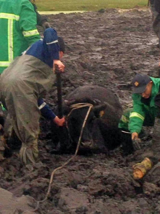 Новини Тернополя - фото з Як тернопільські рятувальники корову з болота визволяли Як тернопільські рятувальники корову з болота визволяли, фото №4 на сайті 20minut.ua