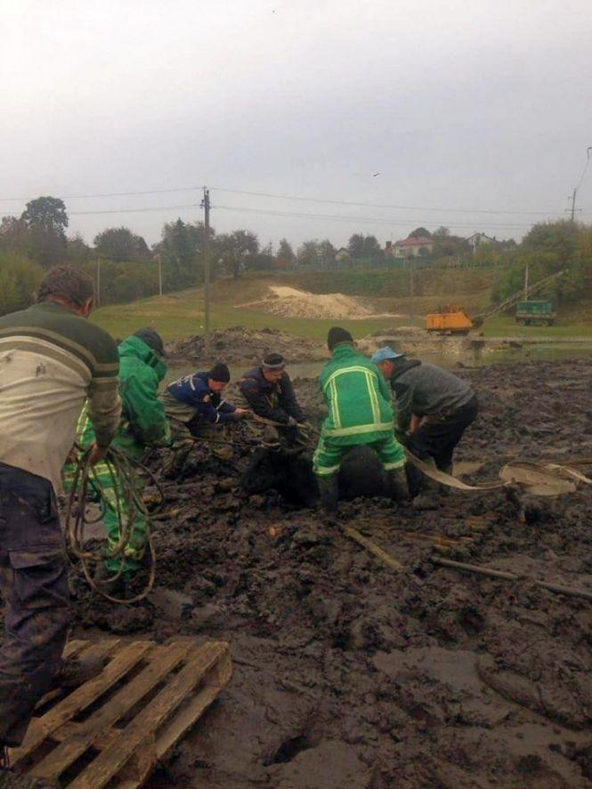 Новини Тернополя - фото з Як тернопільські рятувальники корову з болота визволяли Як тернопільські рятувальники корову з болота визволяли, фото №1 на сайті 20minut.ua