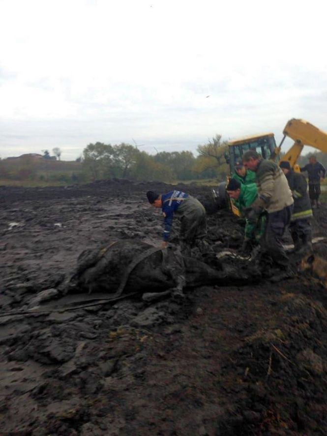 Новини Тернополя - фото з Як тернопільські рятувальники корову з болота визволяли Як тернопільські рятувальники корову з болота визволяли, фото №5 на сайті 20minut.ua