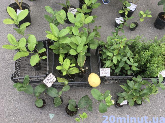 “Всі продукти набагато дешевші, а ще й домашні”: у Тернополі проходять ярмарки, фото №5 на сайті 20minut.ua