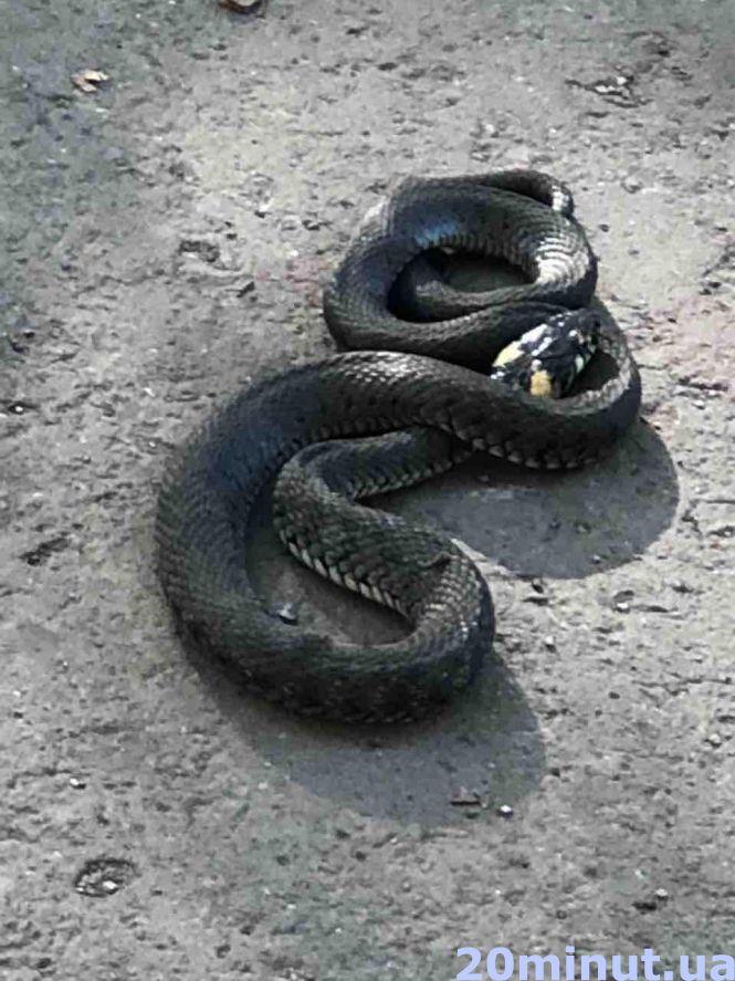 Новини Тернополя - фото з У Тернополі змія наполохала перехожих у парку “Топільче” У Тернополі змія наполохала перехожих у парку “Топільче”, фото №1 на сайті 20minut.ua