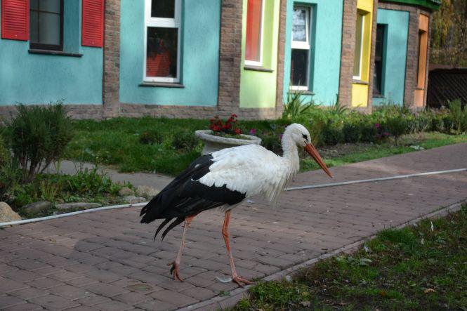 Новини Хмельницького - фото з Хворі ведмеді переїхали із хмельницького зоокутка. Як зимуватимуть інші тварини? Хворі ведмеді переїхали із хмельницького зоокутка. Як зимуватимуть інші тварини?, фото №7 на сайті vsim.ua