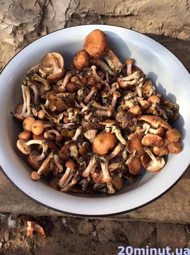 Новини Тернополя - фото з Сезон грибів: скільки коштують та як не отруїтись Сезон грибів: скільки коштують та як не отруїтись, фото №3 на сайті 20minut.ua