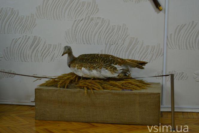 Від заспиртованих органів до Болохівських скарбів: що ховає 90-річна історія краєзнавчого музею у Хмельницькому, фото №21 на сайті vsim.ua