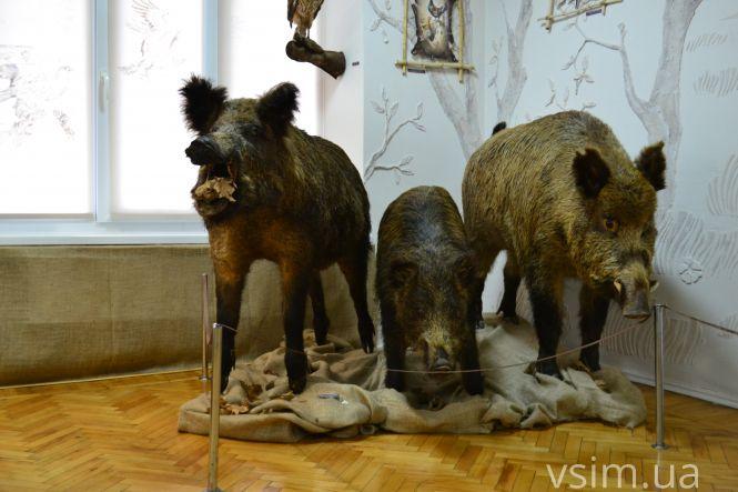 Від заспиртованих органів до Болохівських скарбів: що ховає 90-річна історія краєзнавчого музею у Хмельницькому, фото №19 на сайті vsim.ua