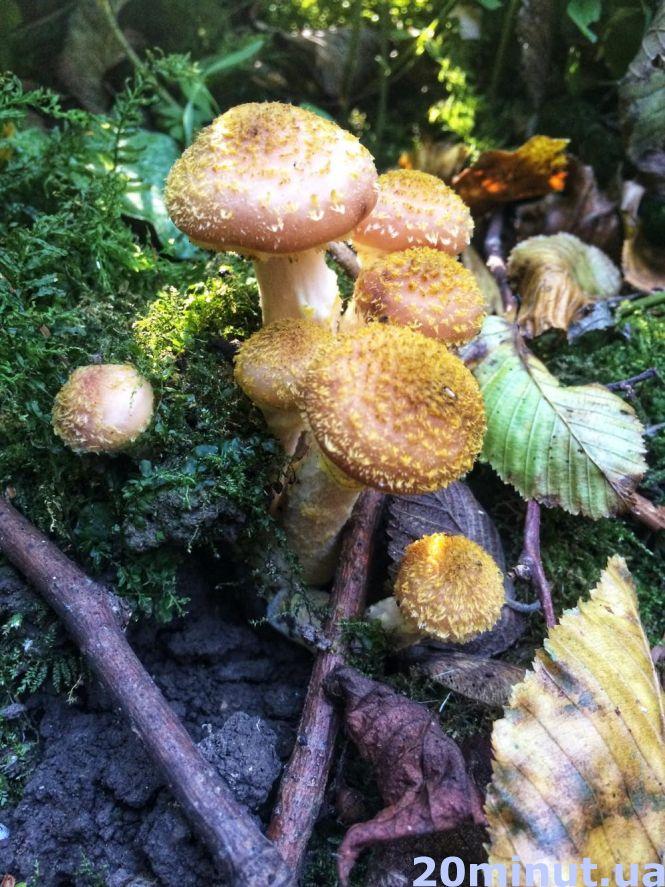 Новини Тернополя - фото з Сезон грибів: скільки коштують та як не отруїтись Сезон грибів: скільки коштують та як не отруїтись, фото №4 на сайті 20minut.ua