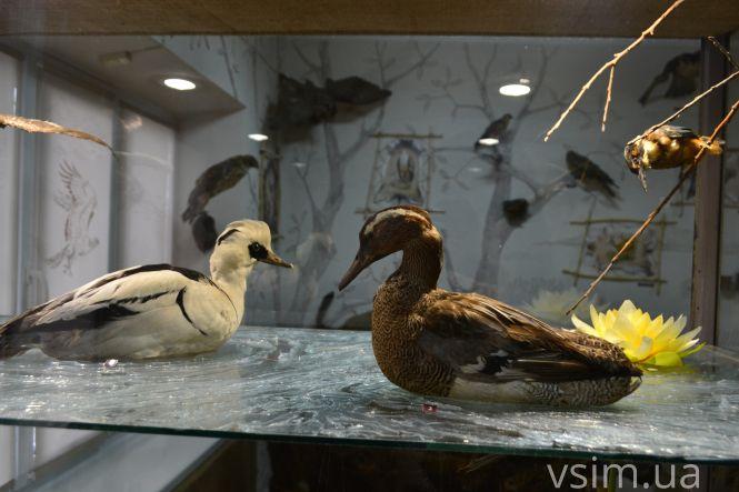 Від заспиртованих органів до Болохівських скарбів: що ховає 90-річна історія краєзнавчого музею у Хмельницькому, фото №20 на сайті vsim.ua