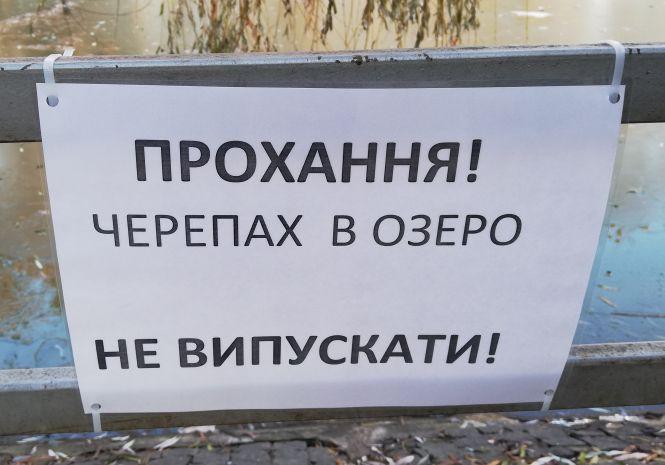 Новини Вінниці - фото з З лебединого озера біля парку врятували 69 черепах. Куди їх поділи? З лебединого озера біля парку врятували 69 черепах. Куди їх поділи?, фото №7 на сайті 20minut.ua