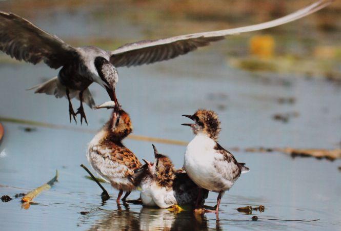 Новини Вінниці - фото з "Ляда піднялася і ми опинилися віч-на-віч  із розлюченим зубром"  Випадок на полюванні...фотоапаратом "Ляда піднялася і ми опинилися віч-на-віч  із розлюченим зубром"  Випадок на полюванні...фотоапаратом, фото №5 на сайті 20minut.ua