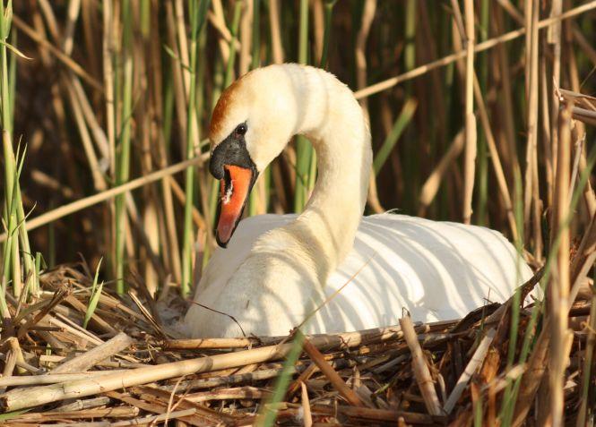 Новини Вінниці - фото з "Ляда піднялася і ми опинилися віч-на-віч  із розлюченим зубром"  Випадок на полюванні...фотоапаратом "Ляда піднялася і ми опинилися віч-на-віч  із розлюченим зубром"  Випадок на полюванні...фотоапаратом, фото №3 на сайті 20minut.ua