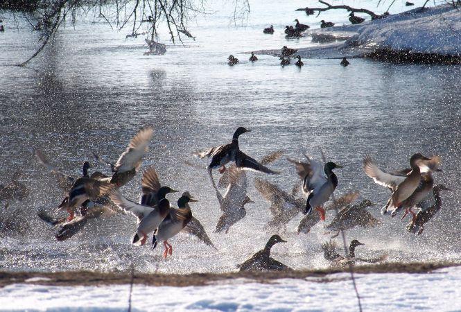 Новини Вінниці - фото з "Ляда піднялася і ми опинилися віч-на-віч  із розлюченим зубром"  Випадок на полюванні...фотоапаратом "Ляда піднялася і ми опинилися віч-на-віч  із розлюченим зубром"  Випадок на полюванні...фотоапаратом, фото №9 на сайті 20minut.ua
