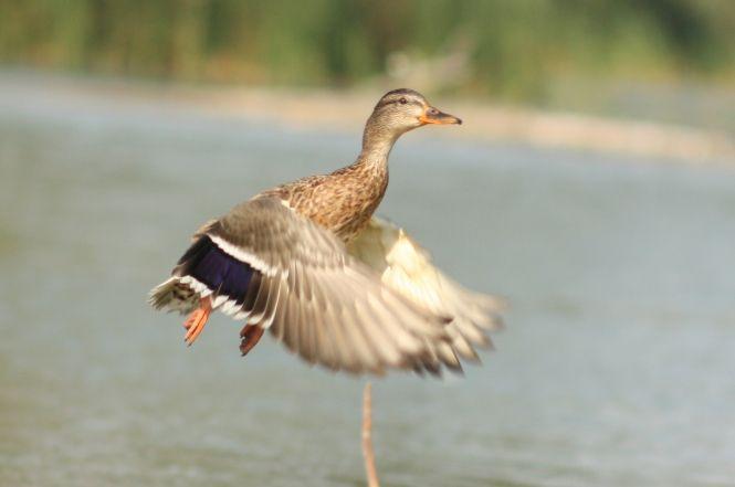 Новини Вінниці - фото з "Ляда піднялася і ми опинилися віч-на-віч  із розлюченим зубром"  Випадок на полюванні...фотоапаратом "Ляда піднялася і ми опинилися віч-на-віч  із розлюченим зубром"  Випадок на полюванні...фотоапаратом, фото №4 на сайті 20minut.ua