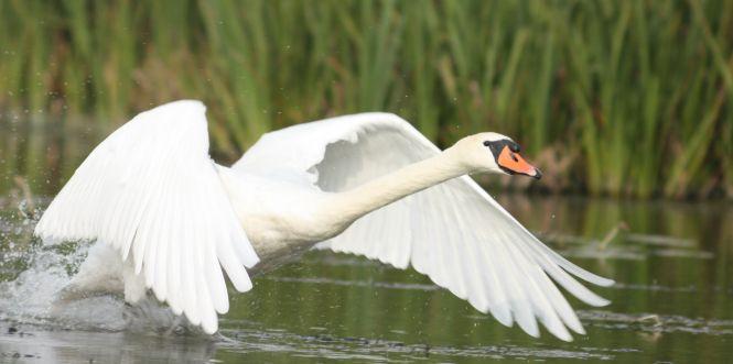 Новини Вінниці - фото з "Ляда піднялася і ми опинилися віч-на-віч  із розлюченим зубром"  Випадок на полюванні...фотоапаратом "Ляда піднялася і ми опинилися віч-на-віч  із розлюченим зубром"  Випадок на полюванні...фотоапаратом, фото №2 на сайті 20minut.ua