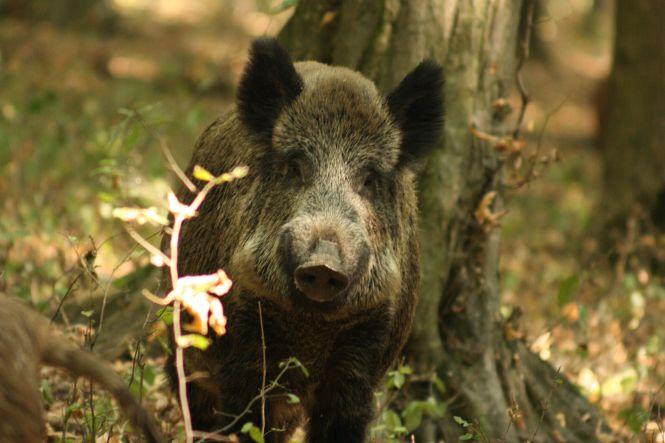 Новини Вінниці - фото з "Ляда піднялася і ми опинилися віч-на-віч  із розлюченим зубром"  Випадок на полюванні...фотоапаратом "Ляда піднялася і ми опинилися віч-на-віч  із розлюченим зубром"  Випадок на полюванні...фотоапаратом, фото №7 на сайті 20minut.ua