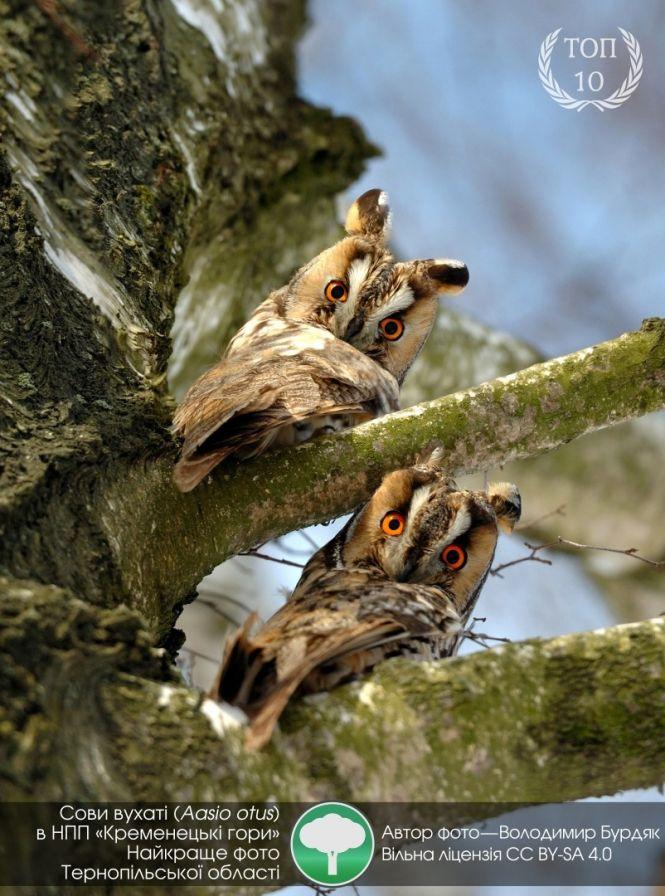 Найкраще фото з Тернопільщини потрапило у ТОП-10 проєкту «Вікі любить Землю», фото №1 на сайті 20minut.ua