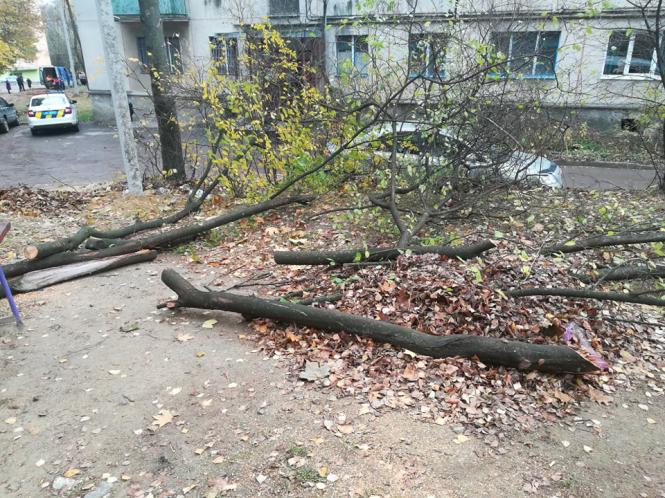 На Кривоноса монтують освітлення, місцеві викликали поліцію, бо думали, що зрізають дерева, фото №1 на сайті 20minut.ua