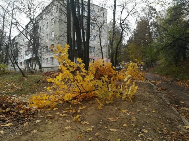 На Кривоноса монтують освітлення, місцеві викликали поліцію, бо думали, що зрізають дерева, фото №3 на сайті 20minut.ua