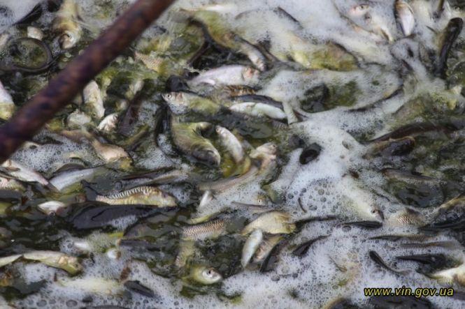 Новини Вінниці - фото з У річку Південний Буг випустили 7,5 тонн зарибку амура, коропа та товстолоба У річку Південний Буг випустили 7,5 тонн зарибку амура, коропа та товстолоба, фото №2 на сайті 20minut.ua