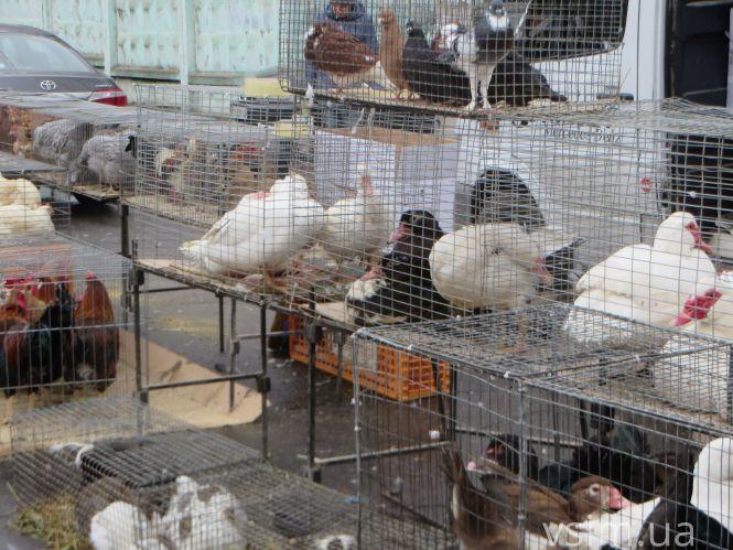 Новини Хмельницького - фото з На Прибузькій вирує сільськогосподарський ярмарок: що продають і за скільки На Прибузькій вирує сільськогосподарський ярмарок: що продають і за скільки, фото №10 на сайті vsim.ua