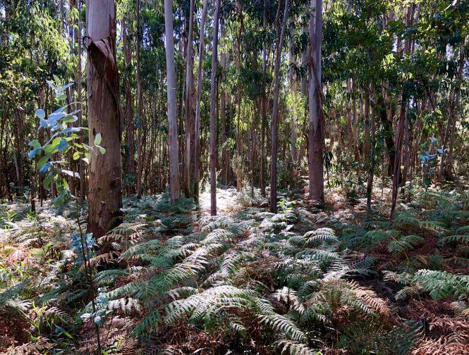 «Буен каміно!» - Десять днів вінничанка йшла в Іспанії по маршруту ЮНЕСКО «Шлях Якова», фото №6 на сайті 20minut.ua