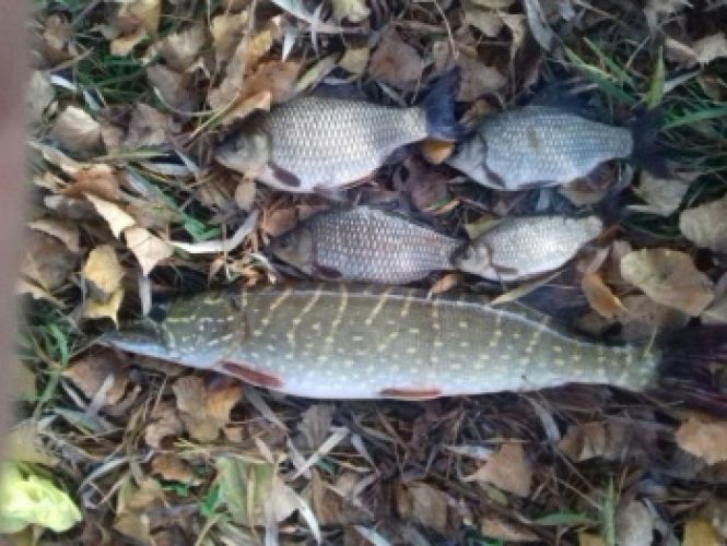 На Хмельниччині рибоохоронний патруль спіймав 14 браконьєрів за тиждень на сайті vsim.ua На Хмельниччині рибоохоронний патруль спіймав 14 браконьєрів за тиждень, фото №1 на сайті vsim.ua